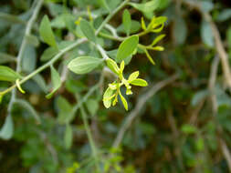 Image of Schoepfia californica T. S. Brandeg.