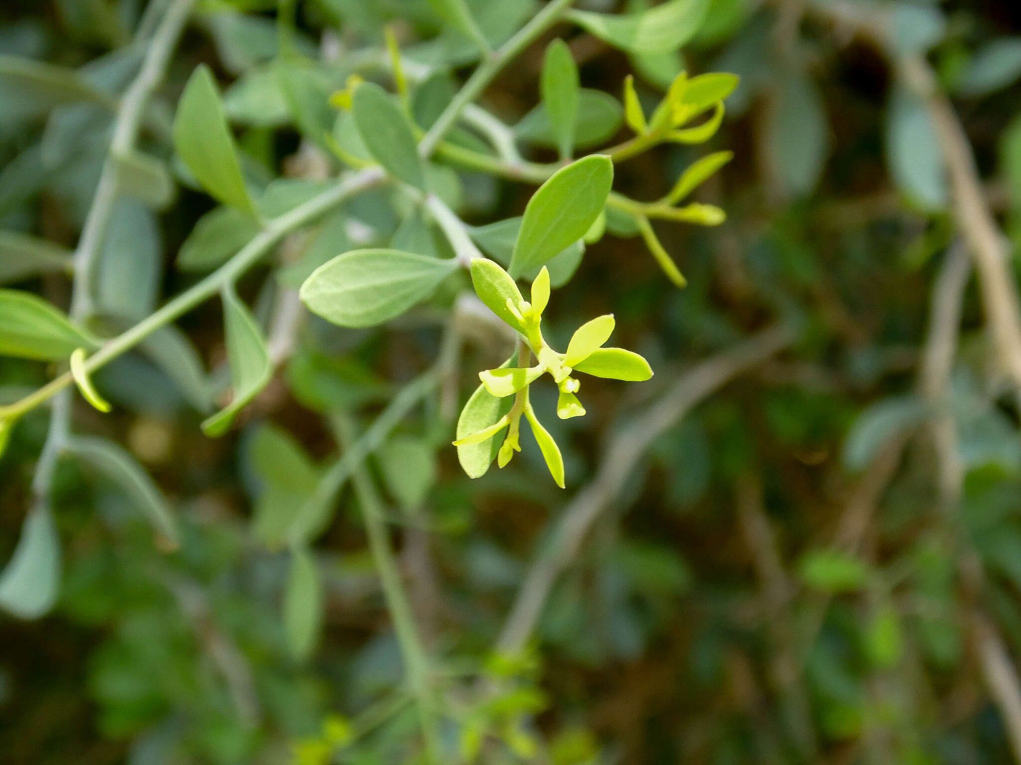 Image of Schoepfia californica T. S. Brandeg.