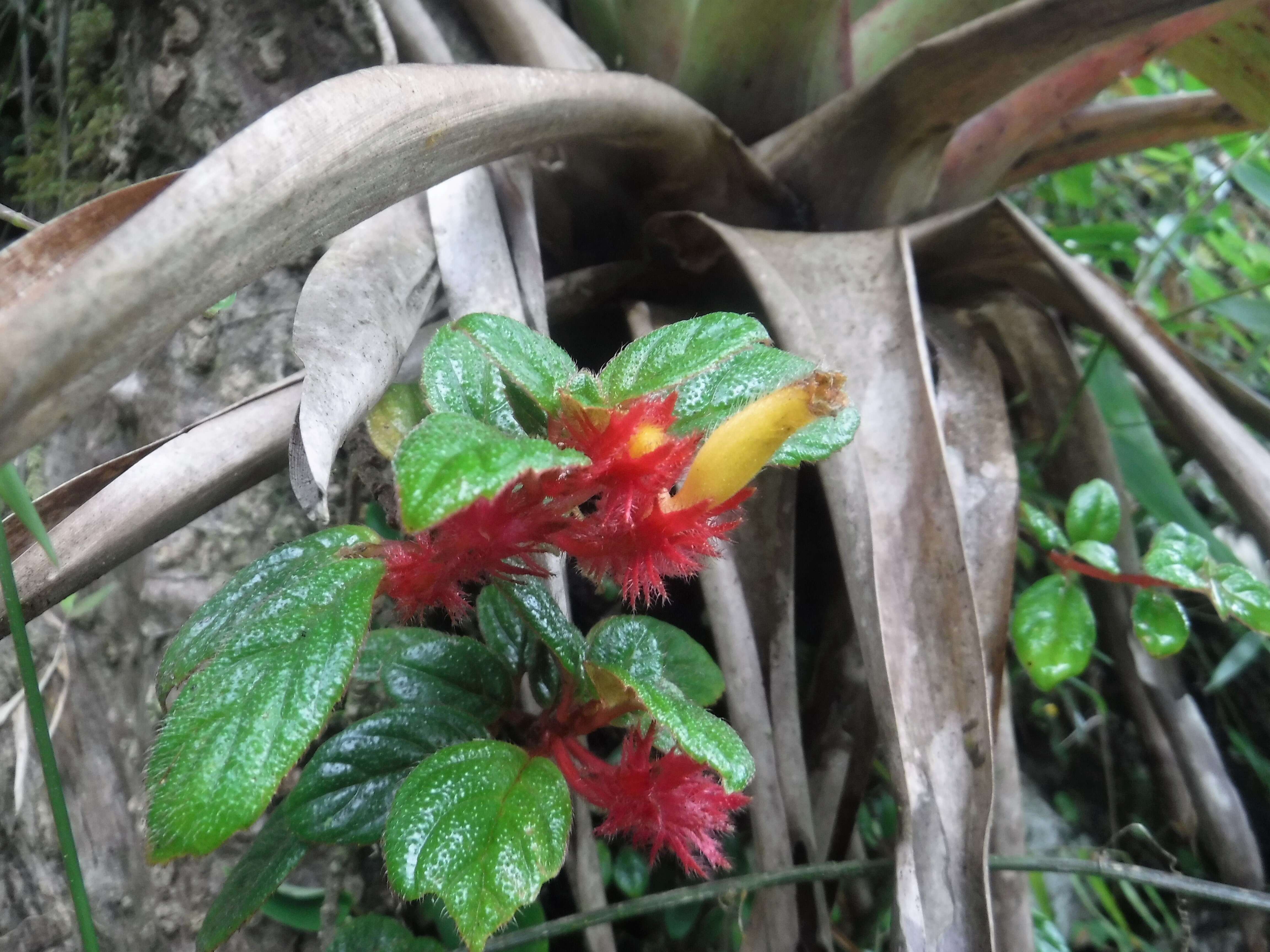 Image of Columnea domingensis (Urb.) B. D. Morley