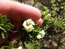 Escallonia myrtilloides L. fil. resmi