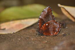 Image of Peal's Palmfly