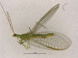 Image of Lacewing