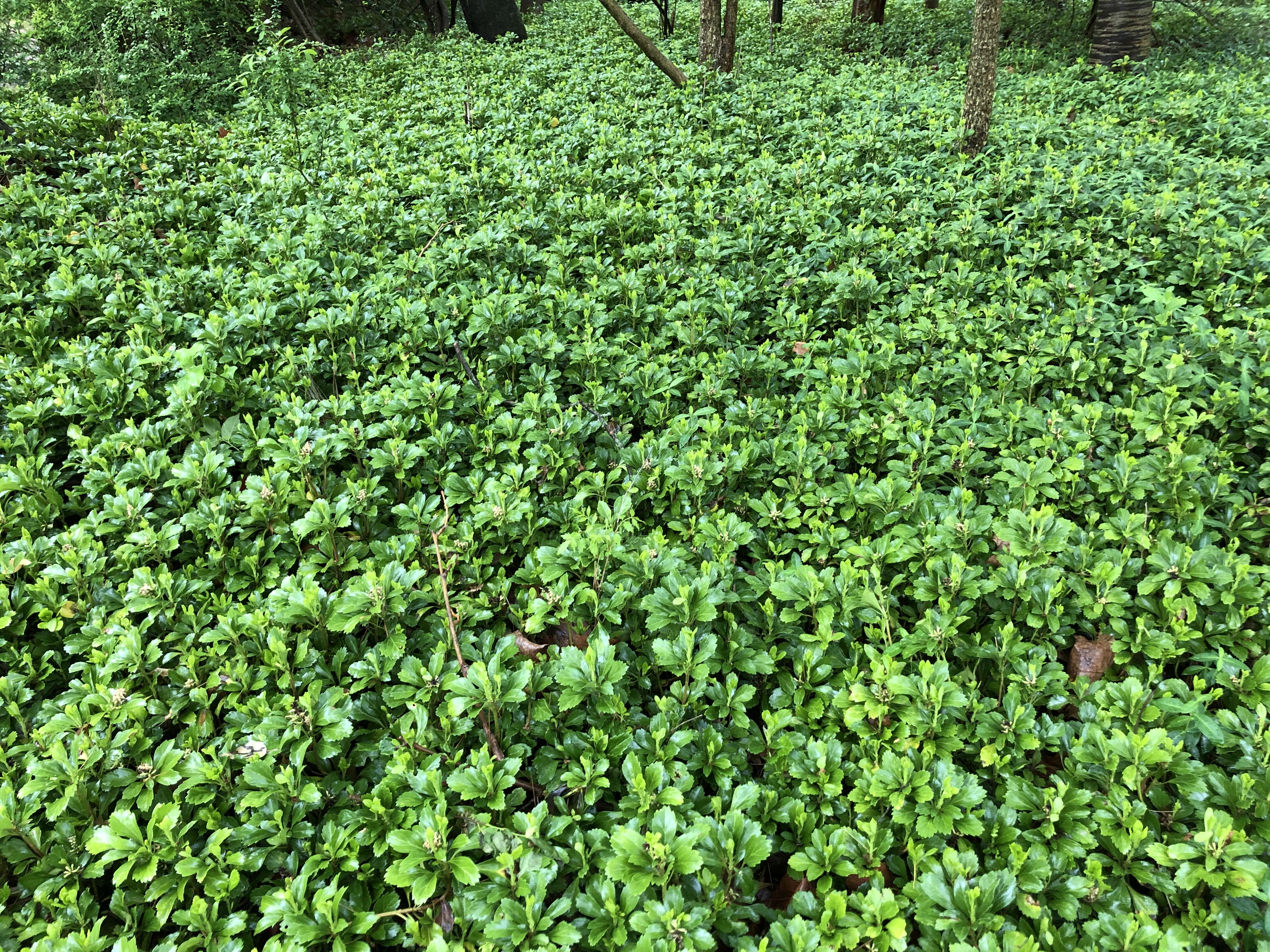 Image of Japanese pachysandra