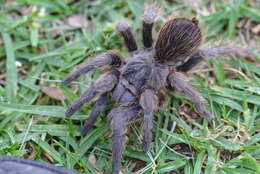 Image of Aphonopelma anitahoffmannae Locht, Medina, Rojo & Vázquez 2005