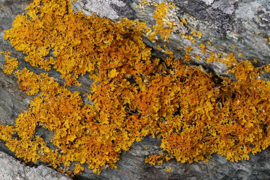 Image of Xanthoria aureola (Ach.) Erichsen