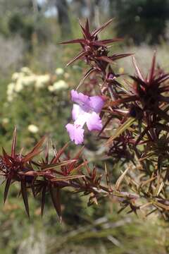 Image of Hemiandra pungens R. Br.