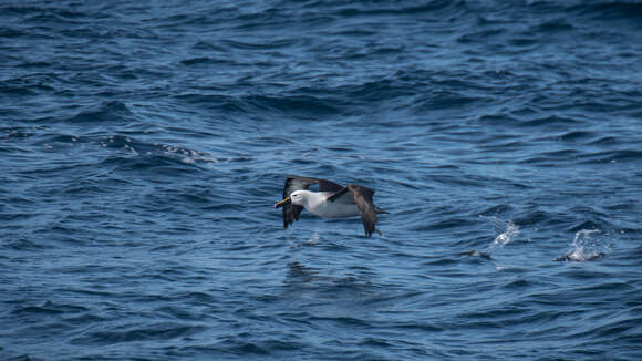 Image of Indian Yellow-nosed Albatross