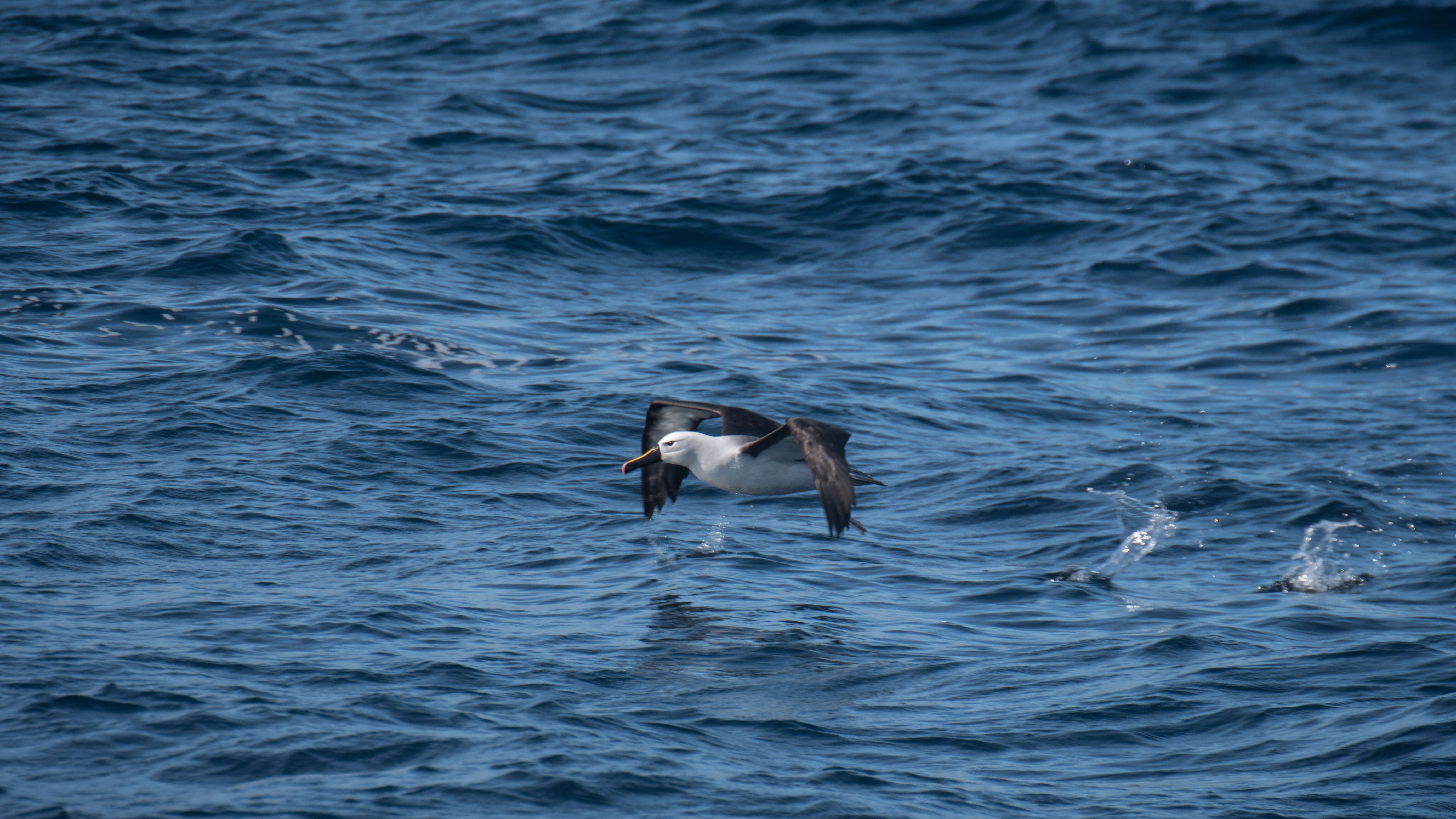 Image de Albatros de Carter