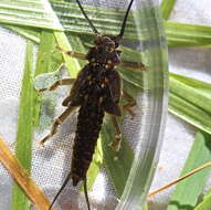 Image of American Salmonfly