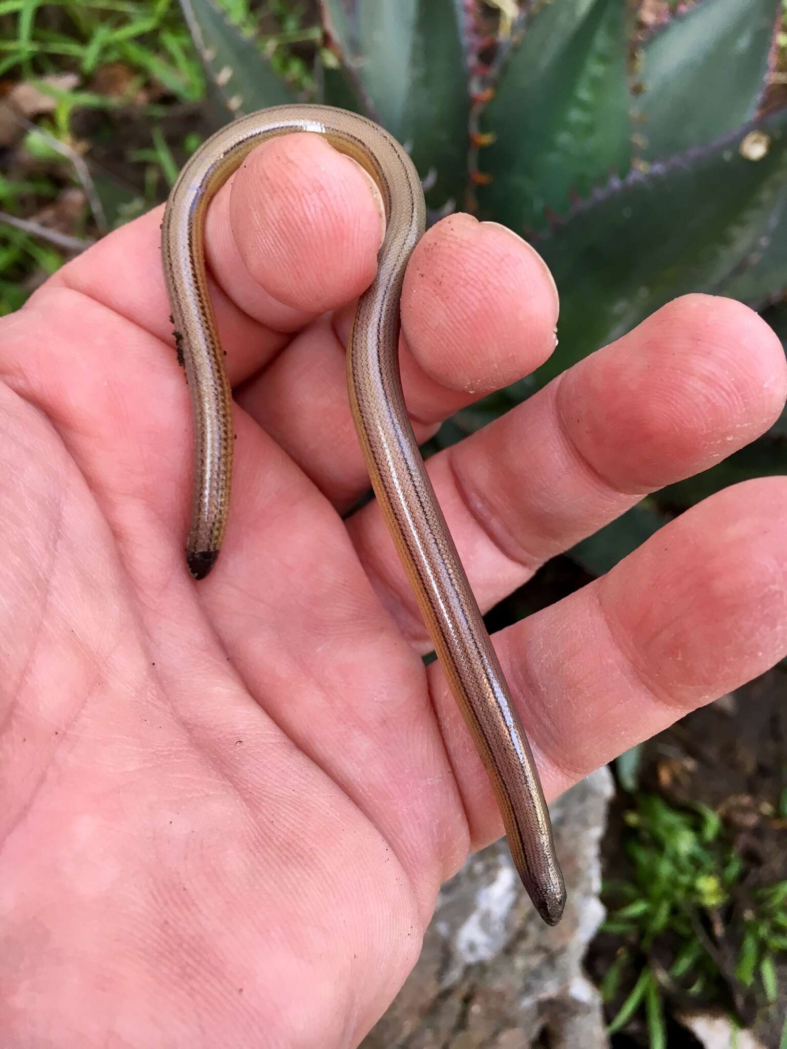 Image of San Diegan Legless Lizard