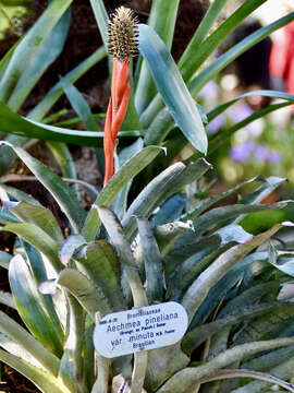 Image of Aechmea triticina Mez