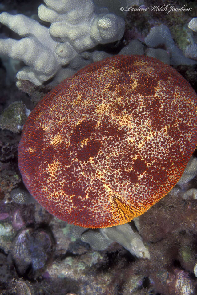 Image of Cushion star