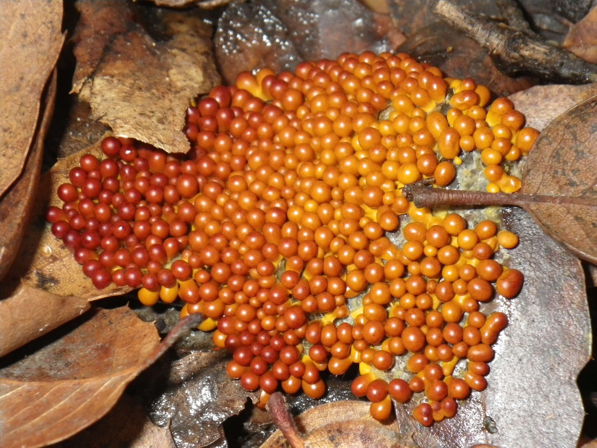 Image of Egg-shell Slime Mould