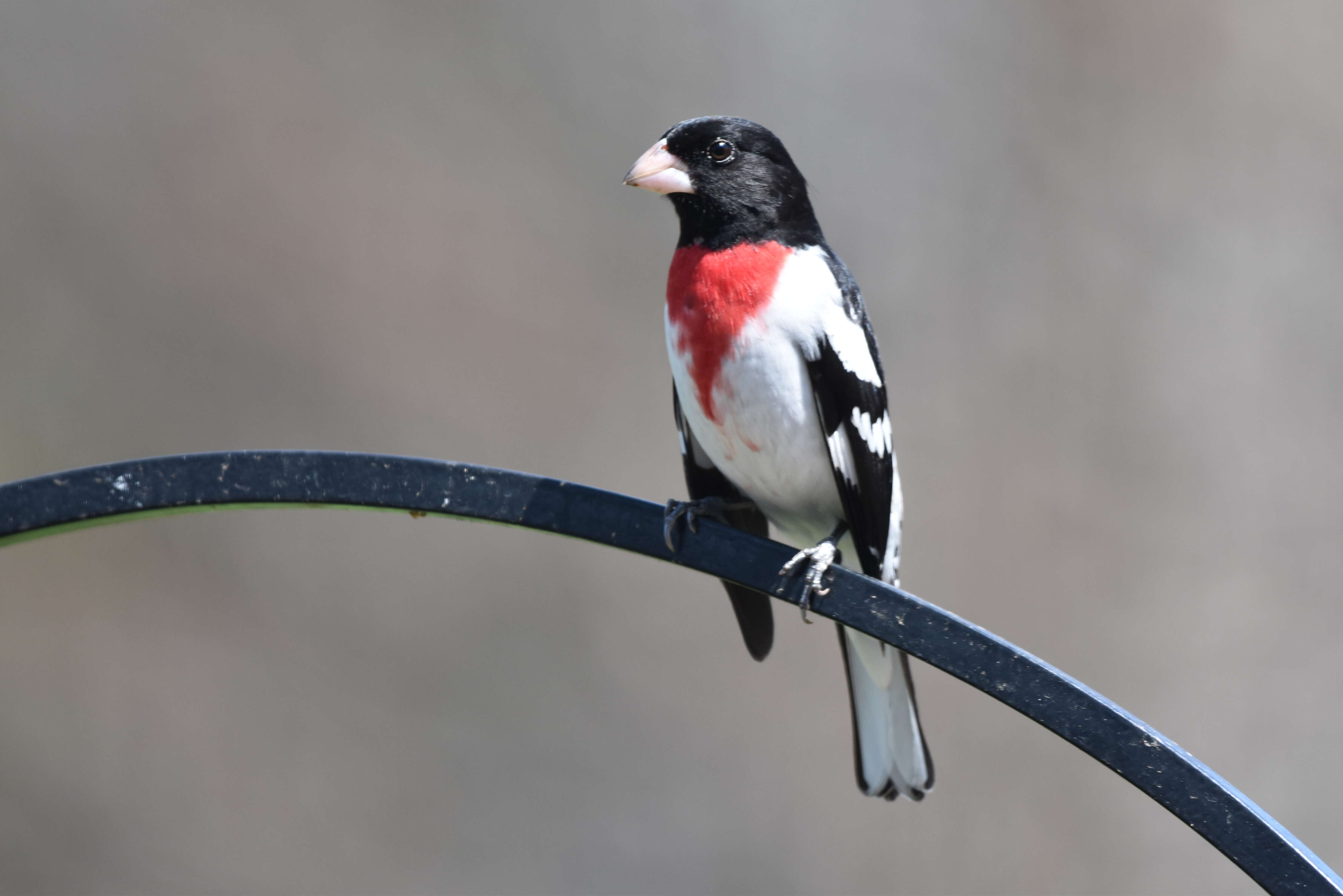 Image of Rose-breasted Grosbeak