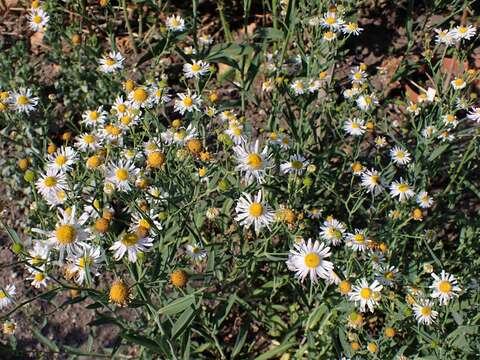 Boltonia asteroides (L.) L'Hér. resmi