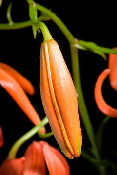 Image of Lilium davidii Duch. ex Elwes