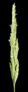 Imagem de Puccinellia stricta (Hook. fil.) Blom