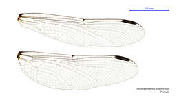 Imagem de Austrogomphus amphiclitus (Selys 1873)