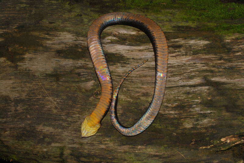 Image of Amazon False Fer-de-lance