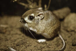 Image of Heermann's kangaroo rat