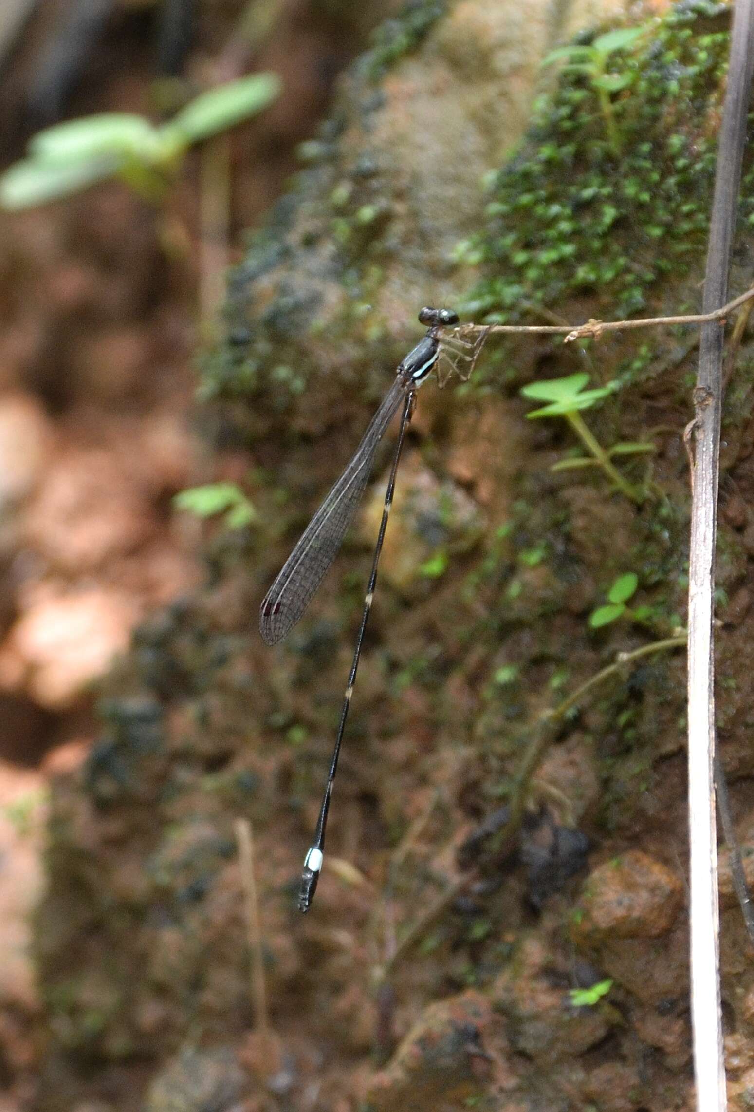 Image of Protosticta sanguinostigma Fraser 1922