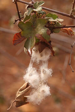 Gossypium herbaceum L. resmi