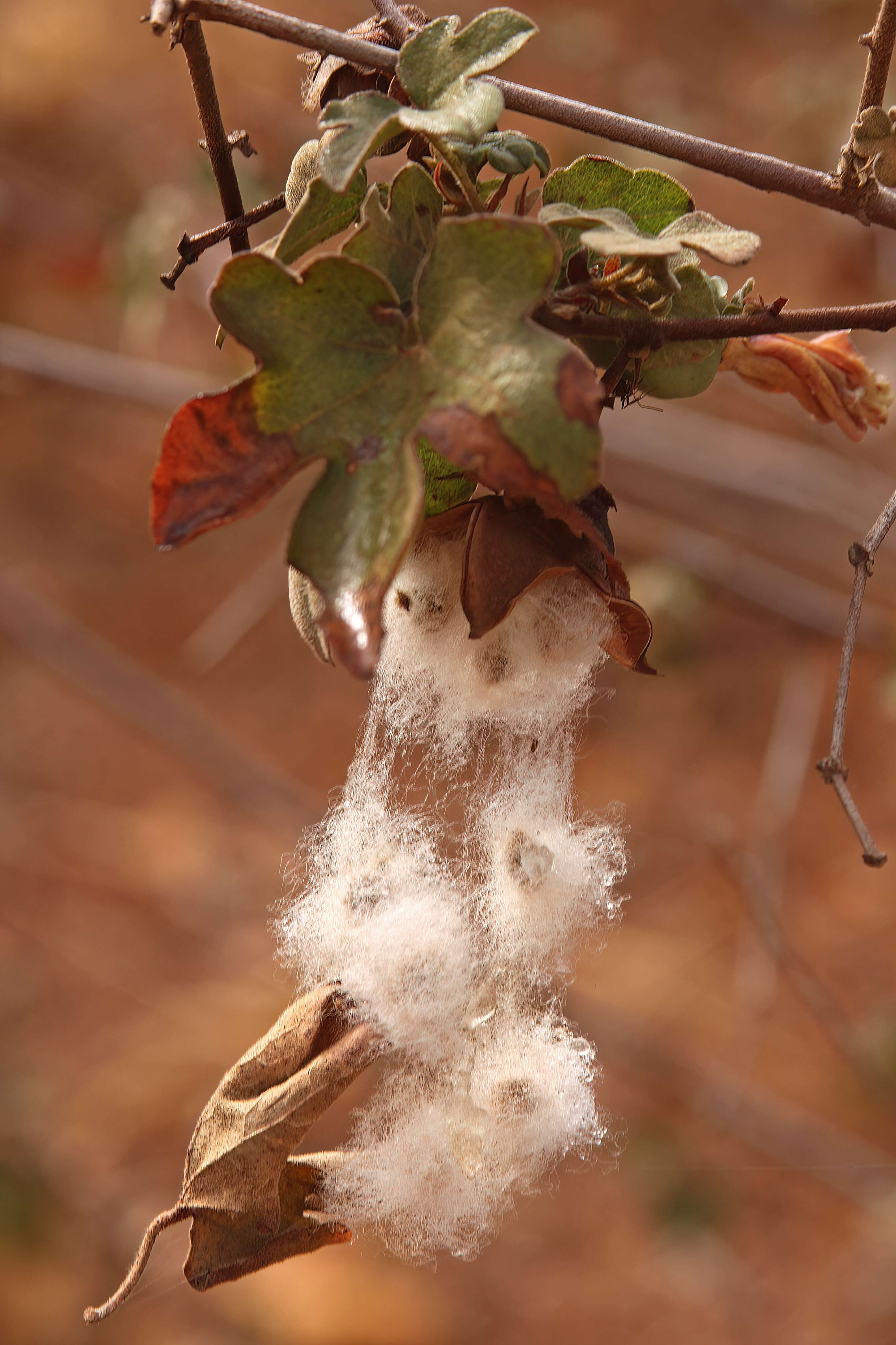 Imagem de Gossypium herbaceum L.