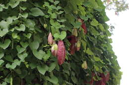 صورة Aristolochia elegans Mast.