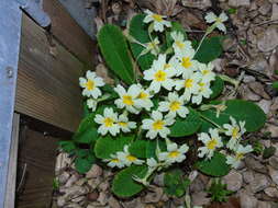 Image of Primrose