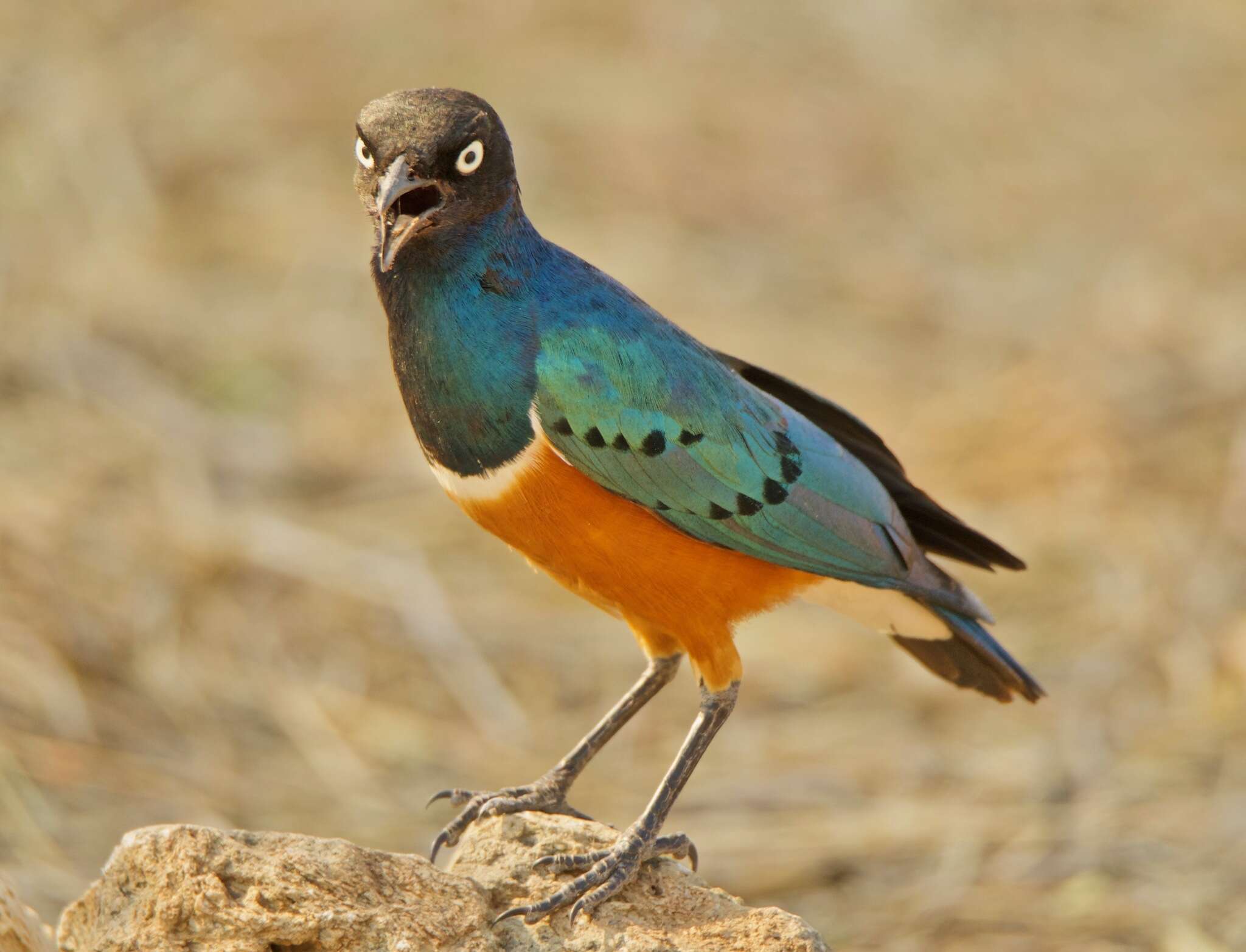 Image of Superb Starling