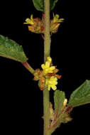 Image de Waltheria indica L.