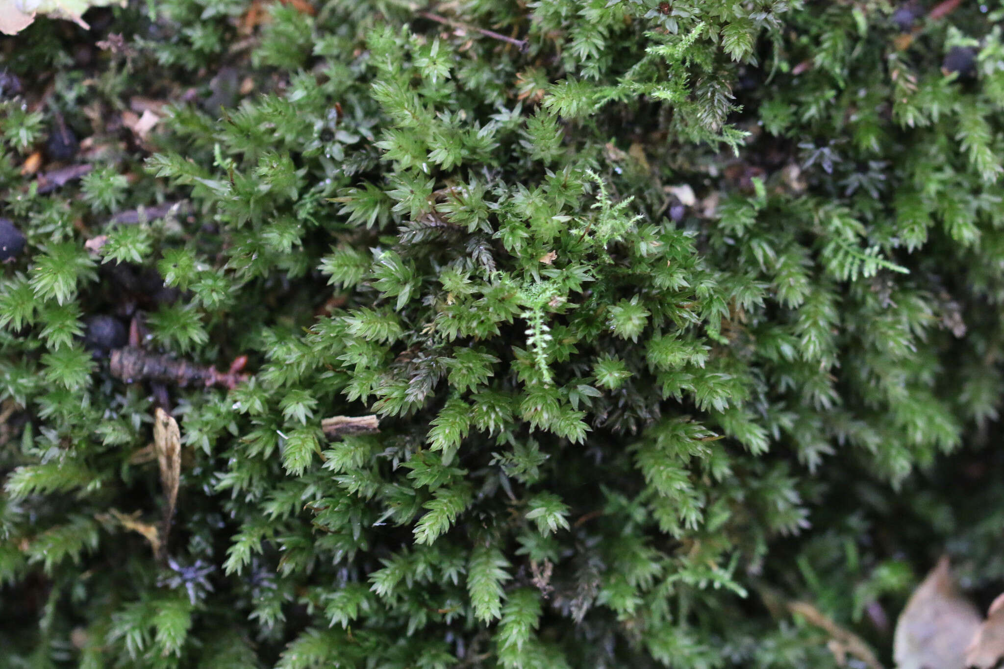 Image of horn calcareous moss