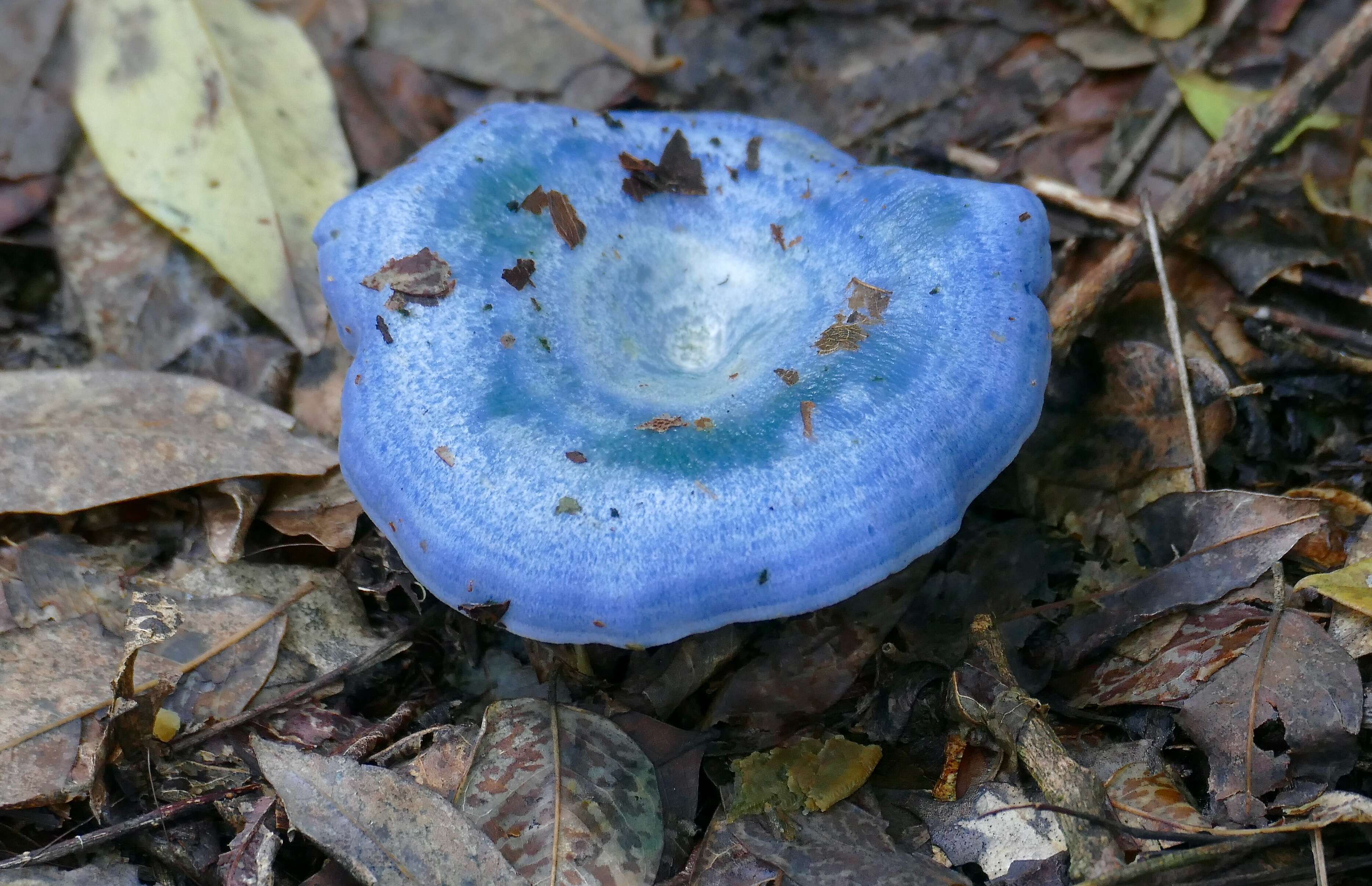 Lactarius indigo (Schwein.) Fr. 1838 resmi