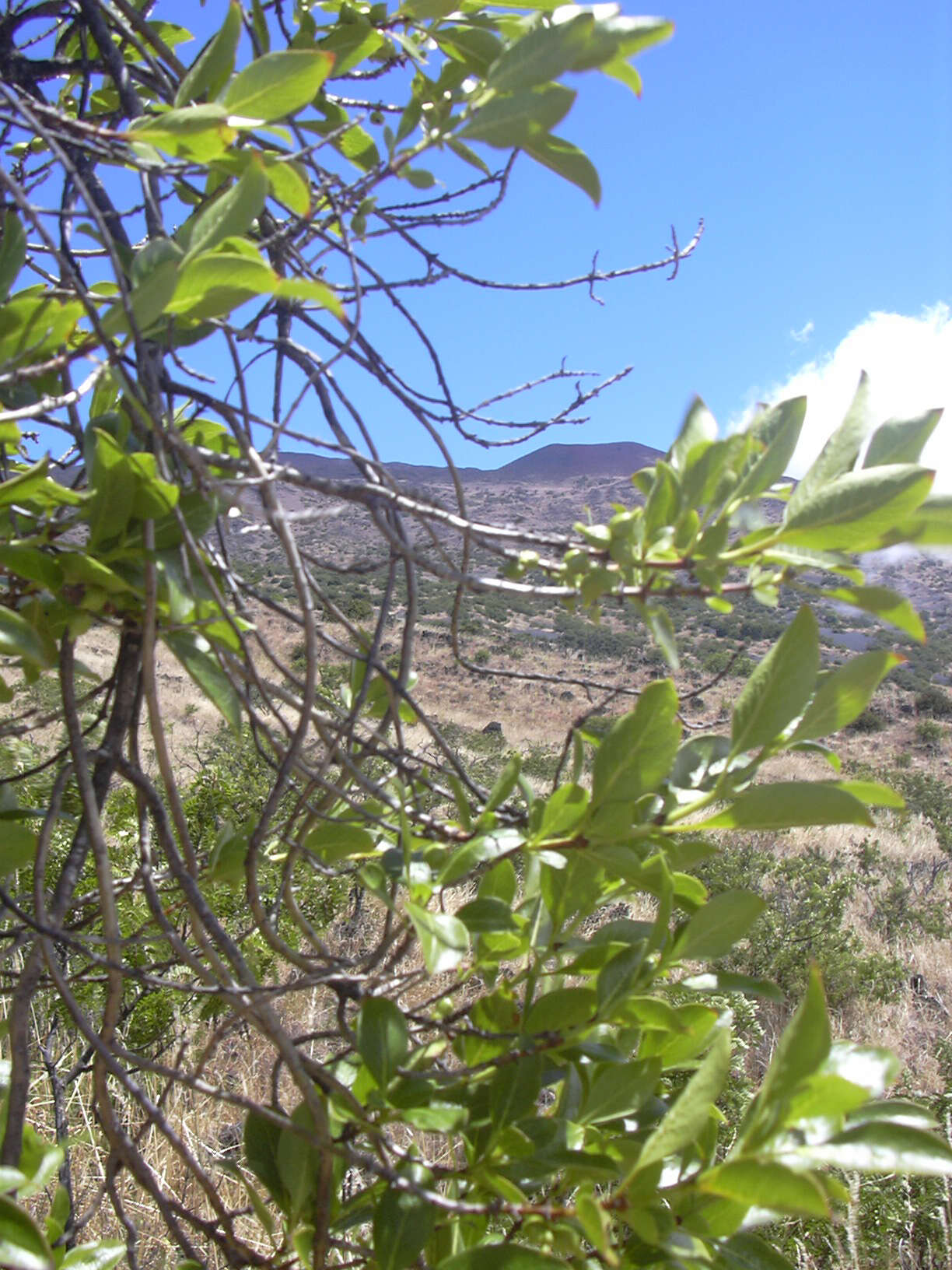 Image of alpine mirrorplant