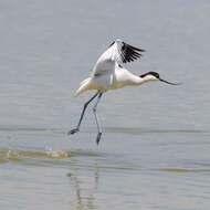 Image of avocet, pied avocet