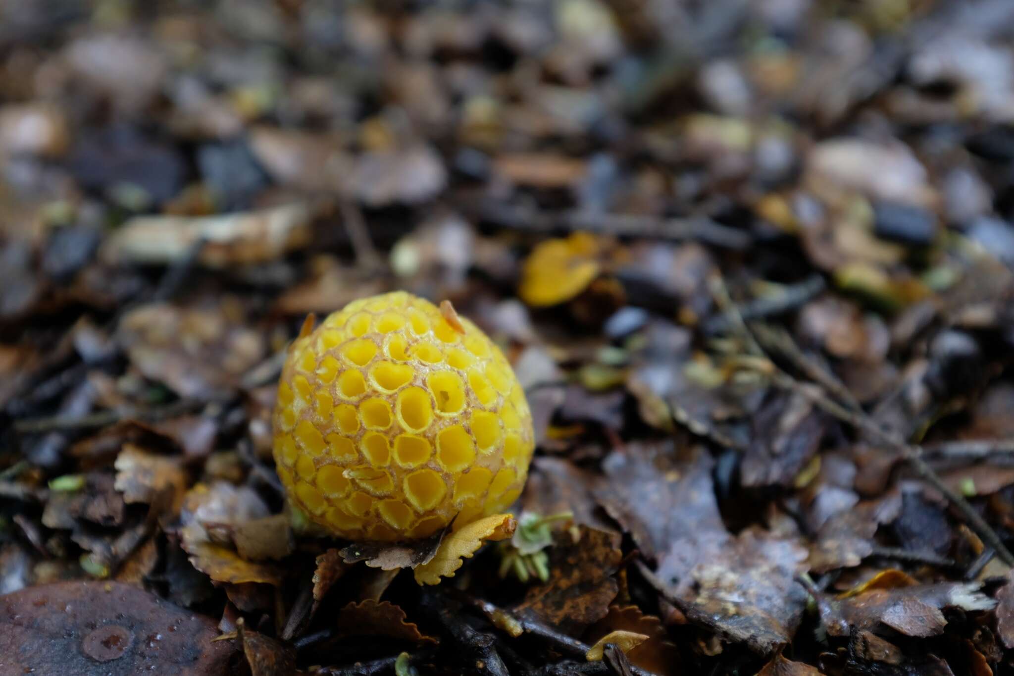 Image de Cyttaria gunnii Berk. 1847