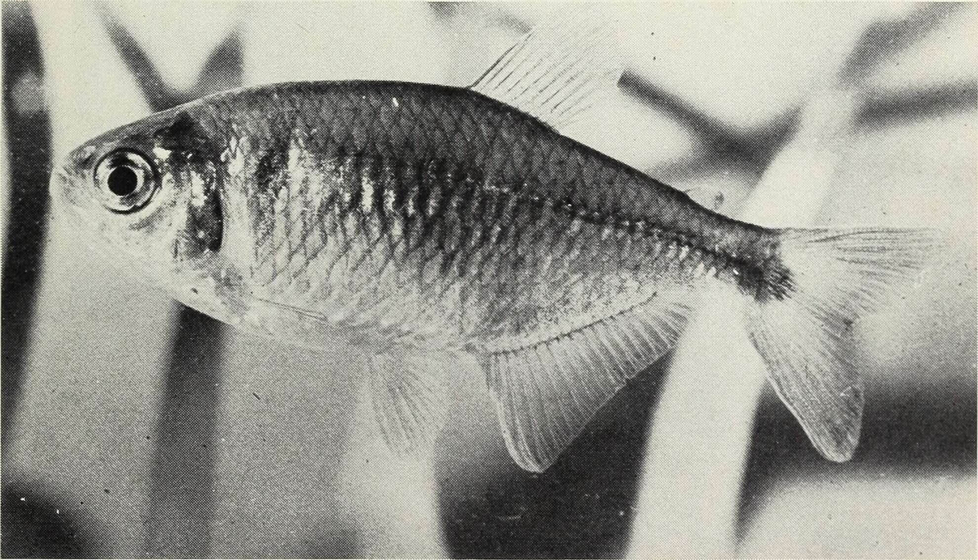 Plancia ëd Astyanax bimaculatus (Linnaeus 1758)