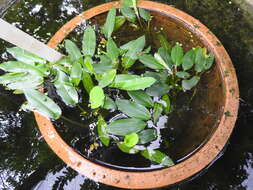 Image of Drifting Sword Plant