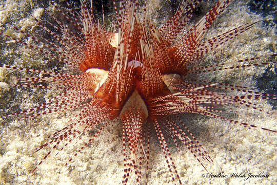 Image of Pale spine fire urchin