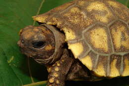 Image of Yellow-footed Tortoise