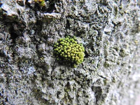 Image of crisped pincushion