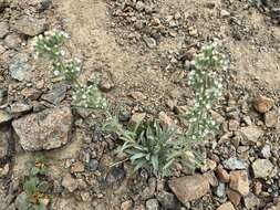 Image of Thompson's cryptantha