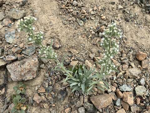 Image de Oreocarya thompsonii (I. M. Johnst.) Abrams