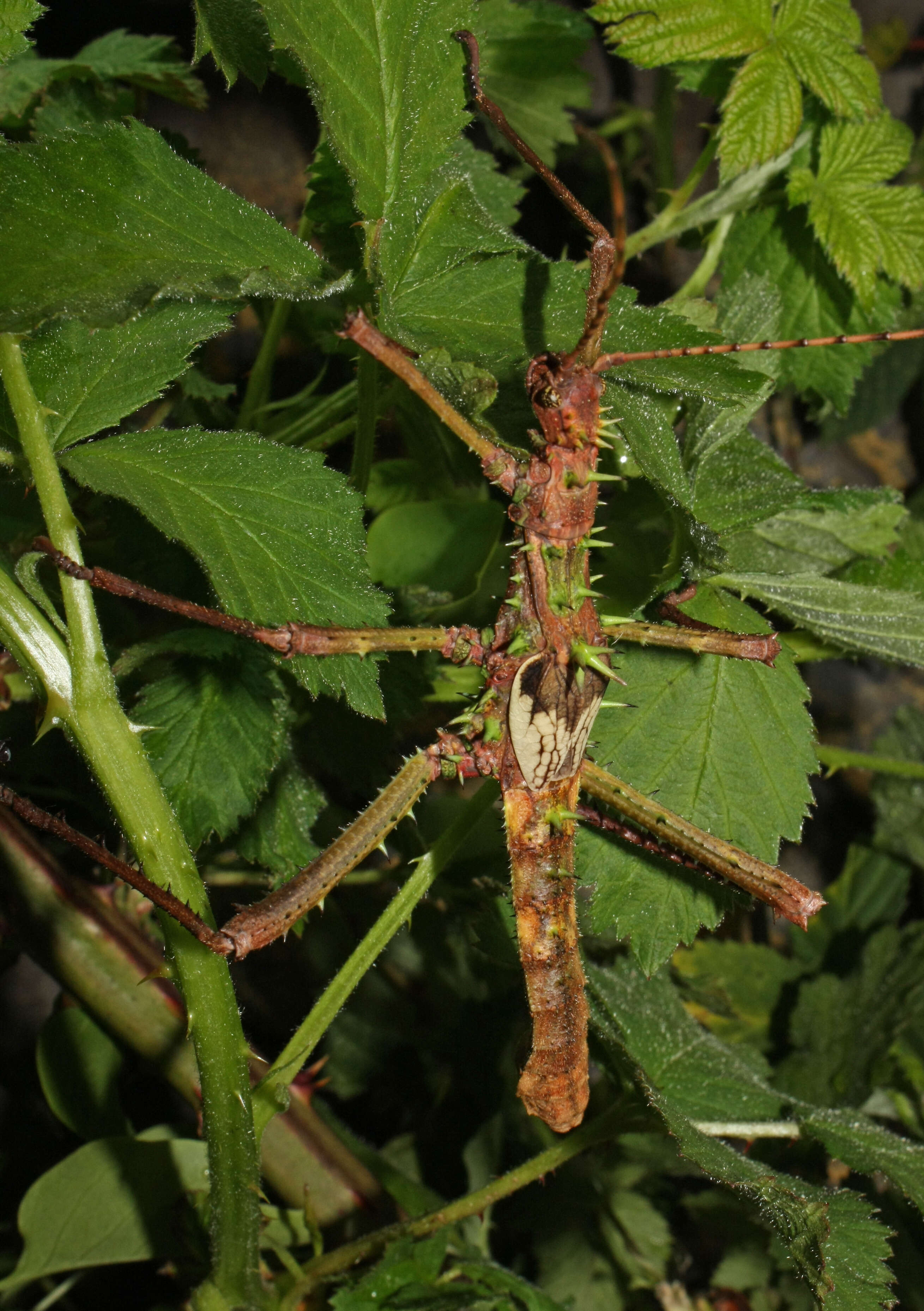 Image of Haaniella grayii (Westwood 1859)