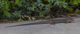 Image of Common Spotted Whiptail