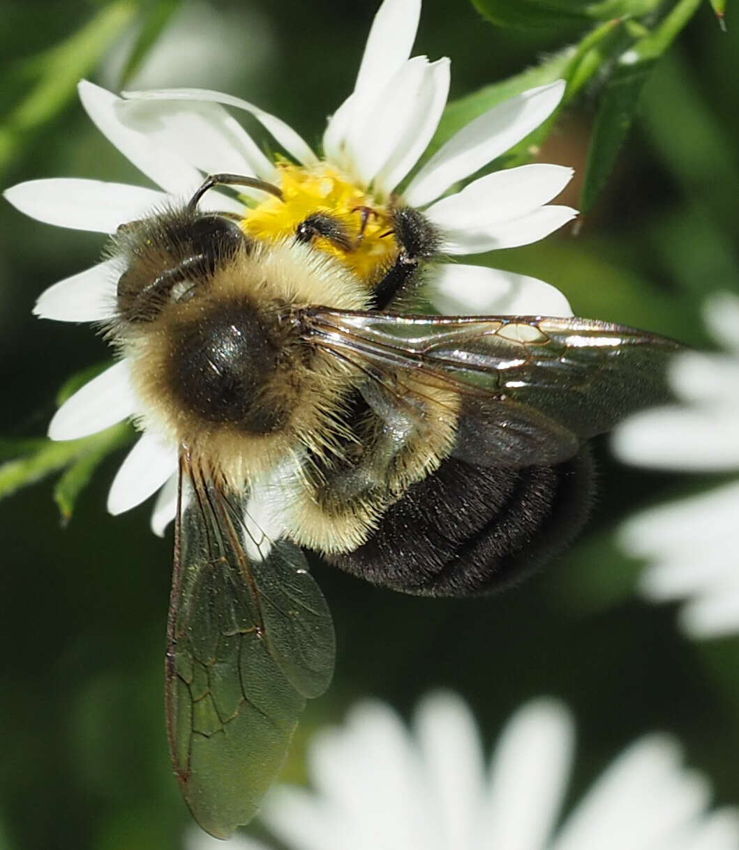 Image of Common Eastern Bumblebee