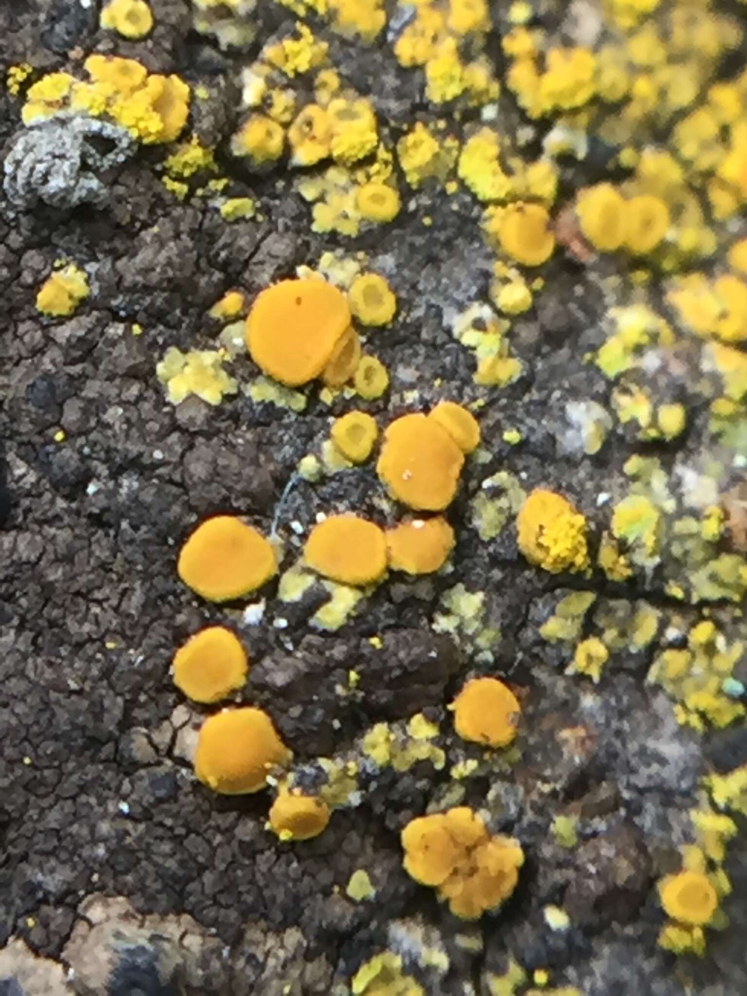 Image of eggyolk lichen