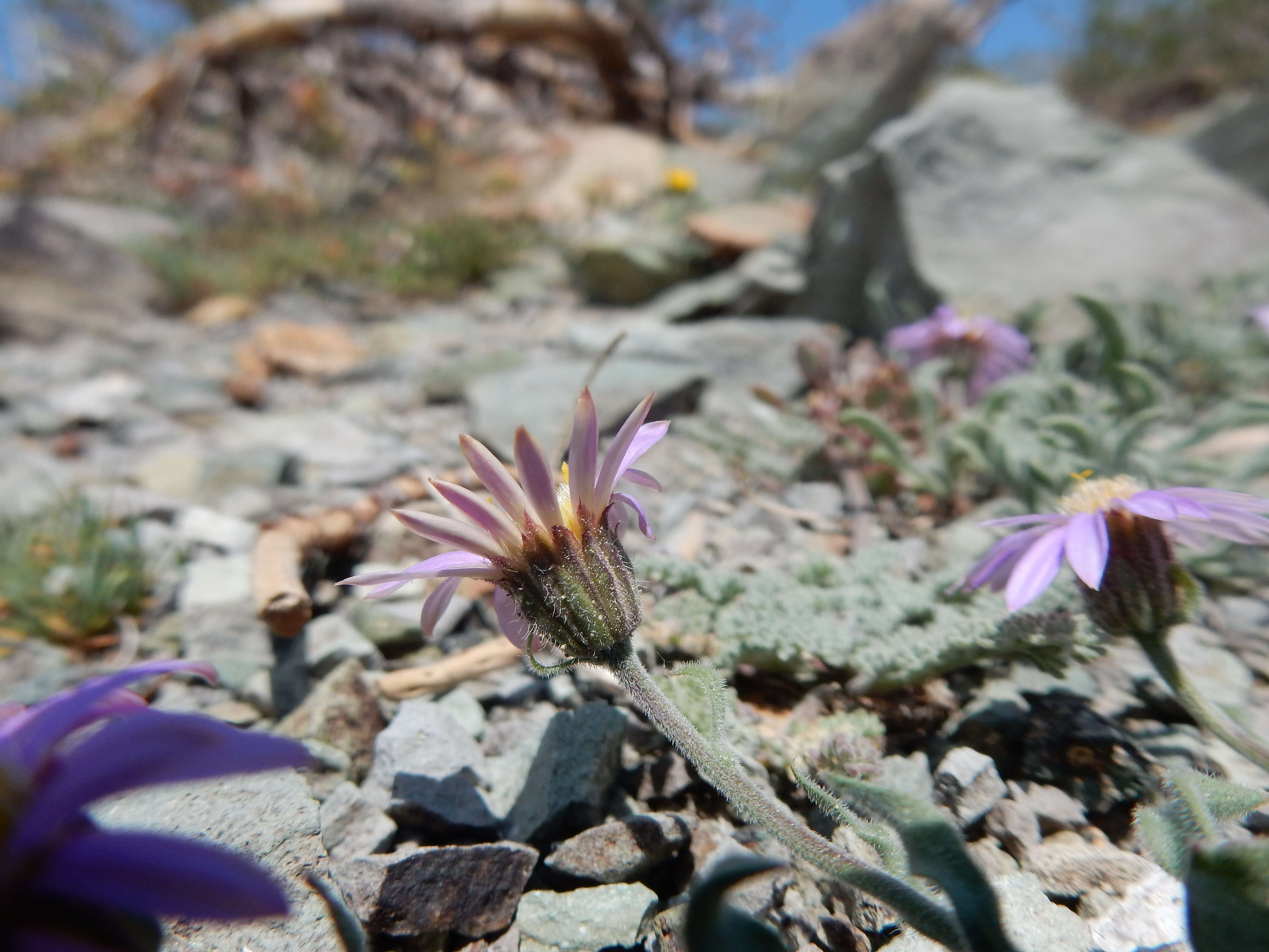 Image de Erigeron asperugineus (D. C. Eat.) A. Gray