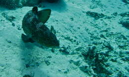 Image of Polkadot Cod