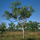 Image of Eucalyptus brevifolia F. Müll.